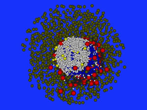 Three-dimensional simulation of the formation of lymphoid B cell follicles using the Delaunay-Object-Dynamics methodology. (Image by Michael Meyer – Hermann, HZI Brunswick, Germany)