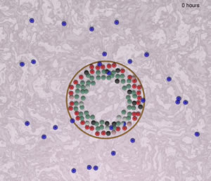 Framework of a model to simulate the interaction between 'immune cells' (blue) and epithelial cells of an intralobular tubular gland (green, red, black, pink).