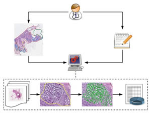 Overview depicting the methodical approach of knowledge-based image analysis